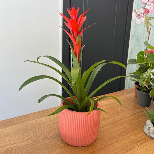 Guzmania kiremit rengi beton saksı ile