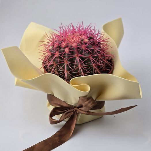 Кактус розовый