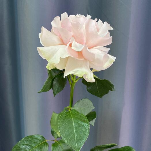 Роза (Pink mondial premium)