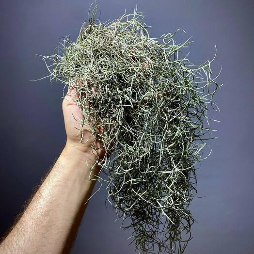 Тилландсия уснеевидная