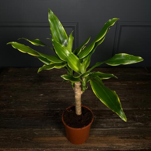 Драцена в горшке