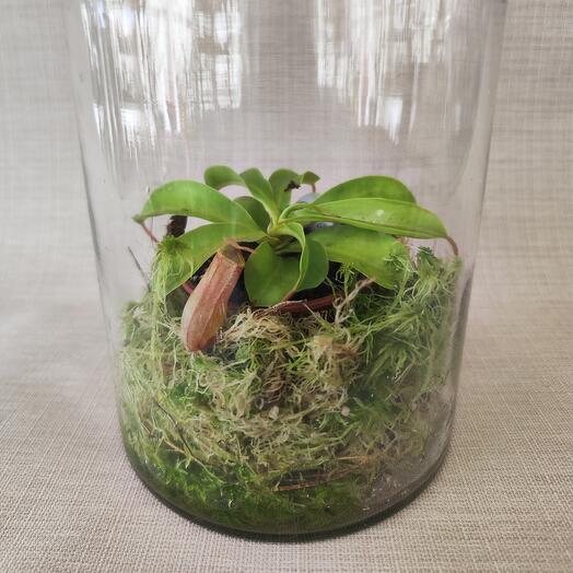 Непентес в стекле