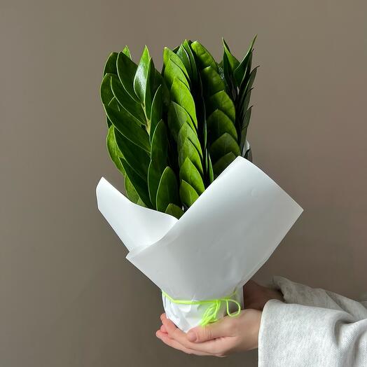 Замиокулькас «Денежный цветок»