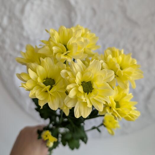 Хризантема ромашковая желтая