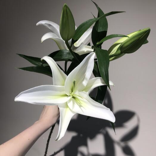 Белоснежная Лилия