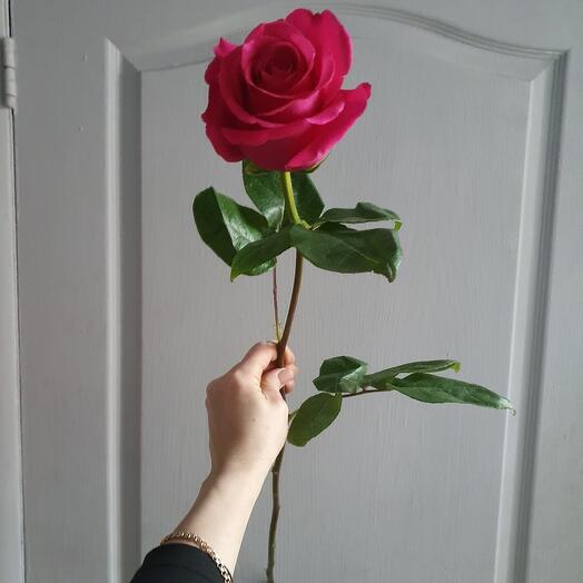 Роза Эквадор