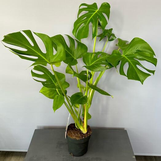 Шикарная монстера ☘️