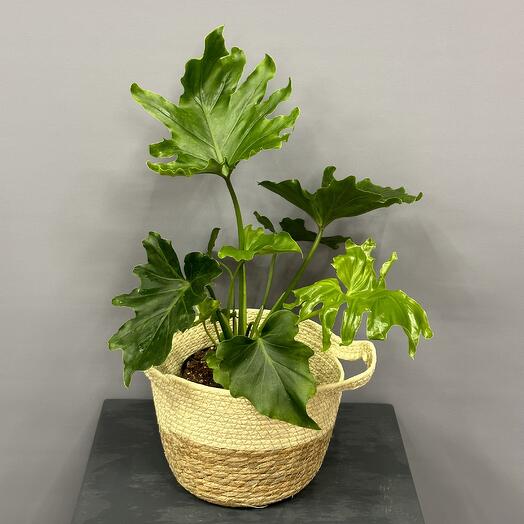 Комнатное  растение - филодендрон в стильной корзине   ☘️