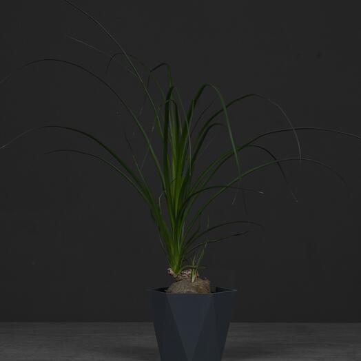 Нолина мини