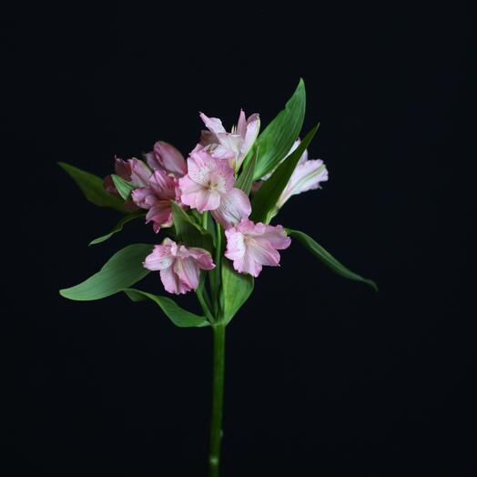 Альстромерия розовая