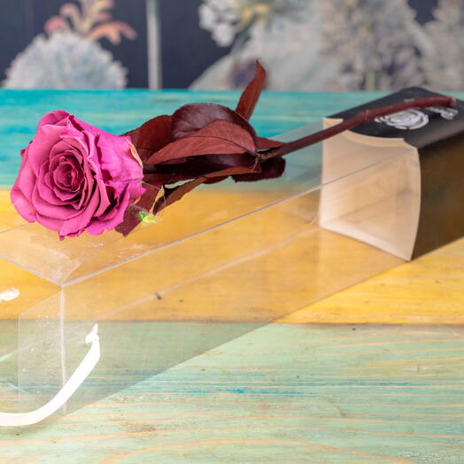 Rosa eterna maquillaje 💄