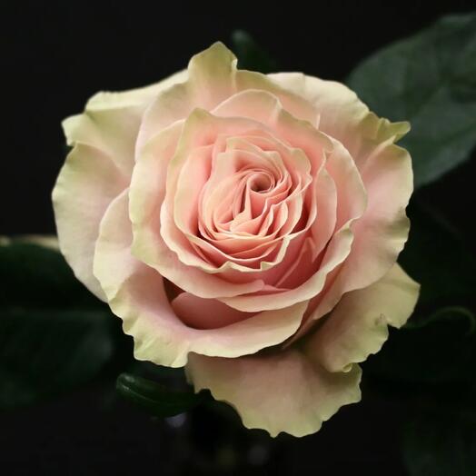 Роза pink mondial