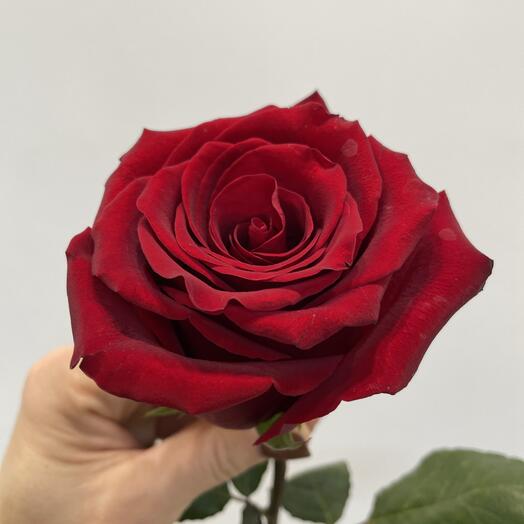 Роза красная «Эксплоер»,Даниэль