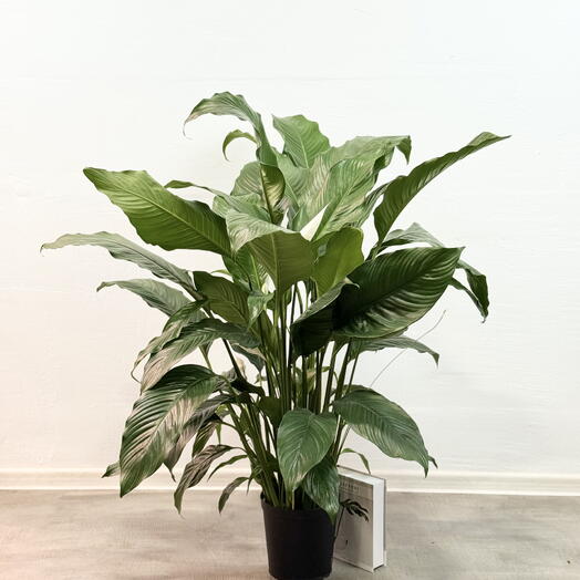 Спатифиллум Патини