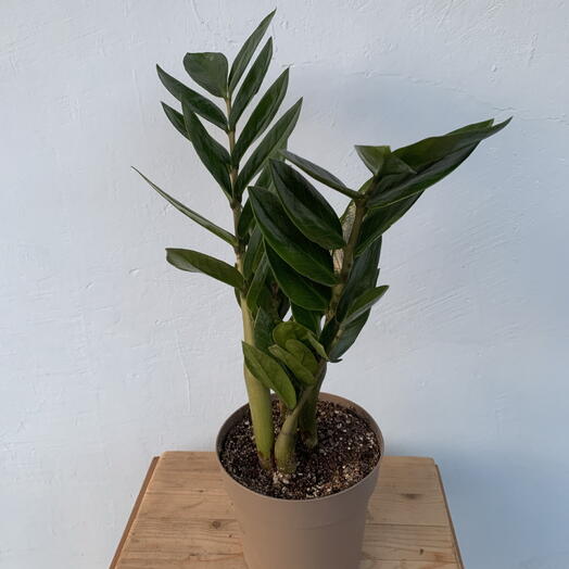 Замиокулькас