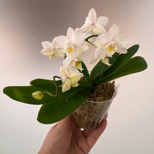 Фаленопсис мини белый