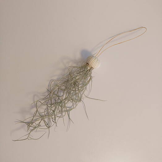 Тилландсия уснеевидная