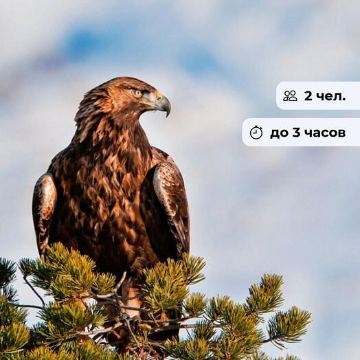 Легенды небес. Экскурсия в центр хищных птиц