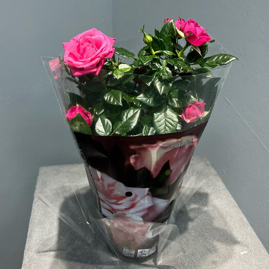 Комнатное растение Малиновая Роза