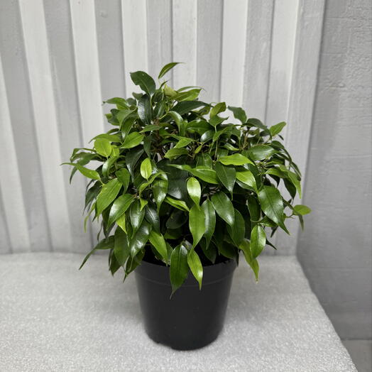 Фикус Бенжамина