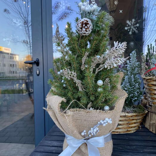 Рождественская ёлка в горшке 2