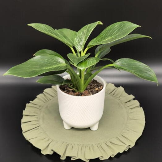 Филодендрон «Биркин» на 8 марта