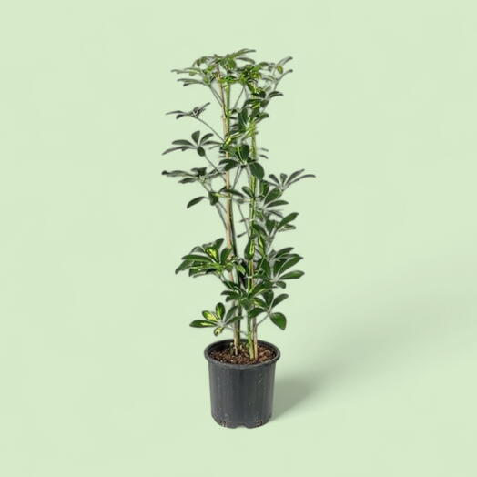 Schefflera 2 budaq