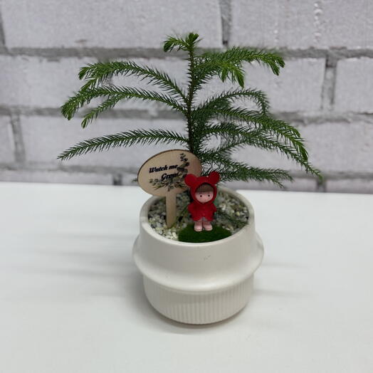 Араукария бонсай в керамике