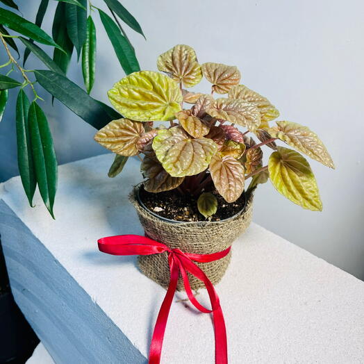 Пеперомия Киото Лайм