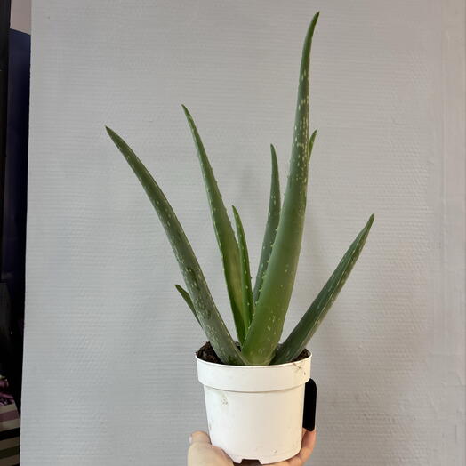 Комнатное растение Пеперомия