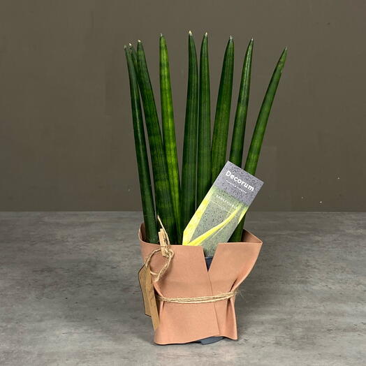 Сансеверия