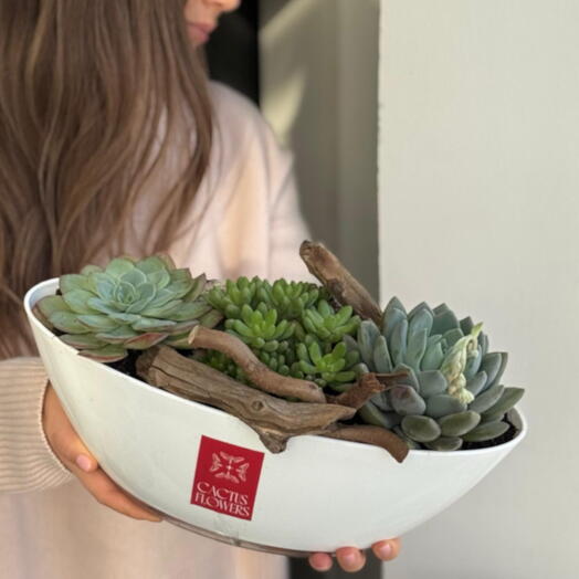 Композиция с суккулентами «Лодочка»