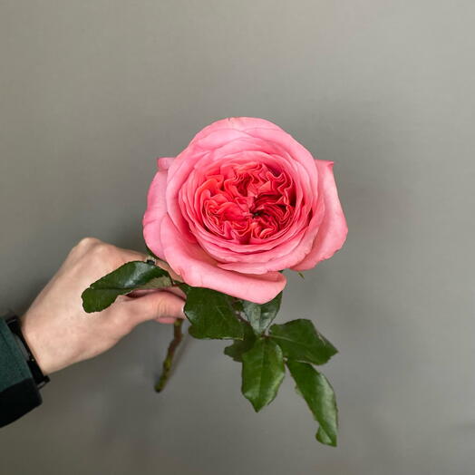 Пионовидная Роза