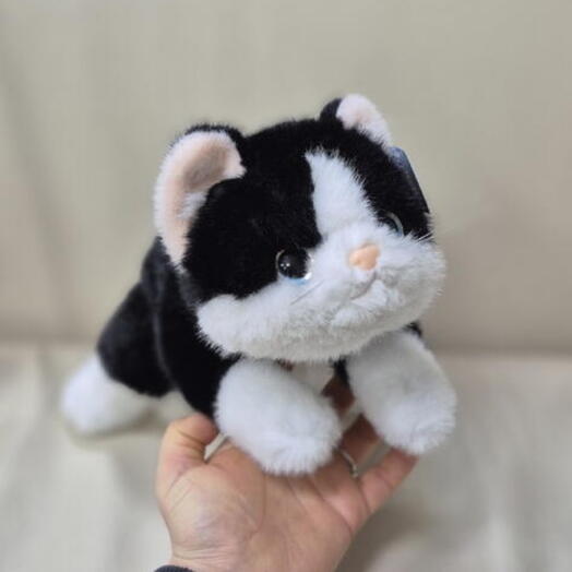 Котик черно-белый