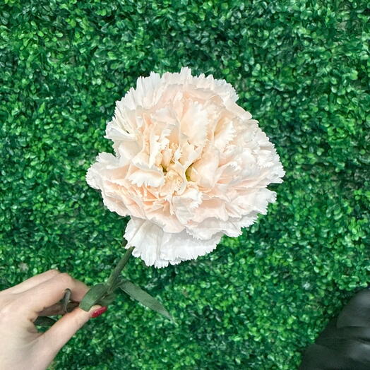 Диантус (гвоздика) персик 🍑