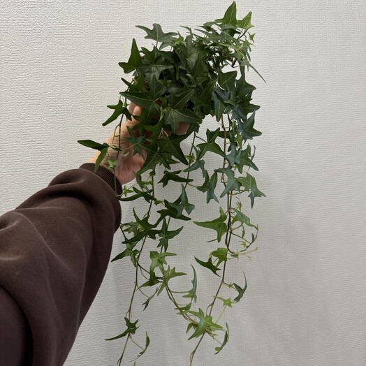 Хедера хеликс b12