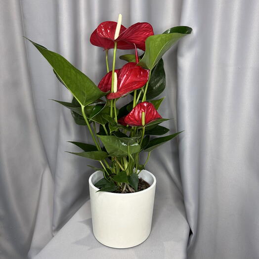 Артуриум красный ( мужское счастье )
