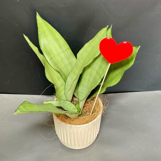 Сансевиерия в стильном кашпо. Муншайн