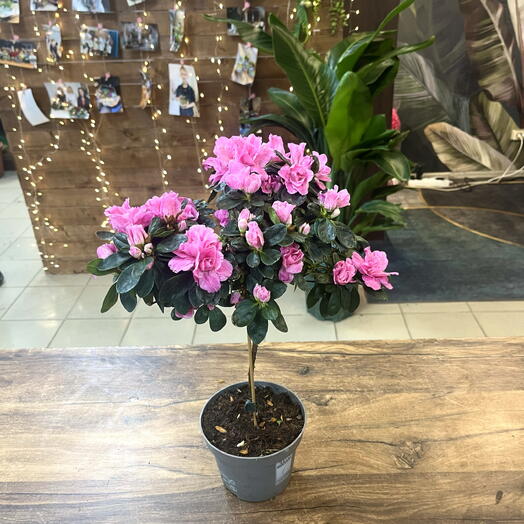 Азалия на штамбе