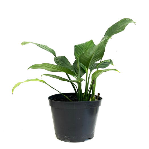Спатифиллум (Spathiphyllum) в пластиковом горшке