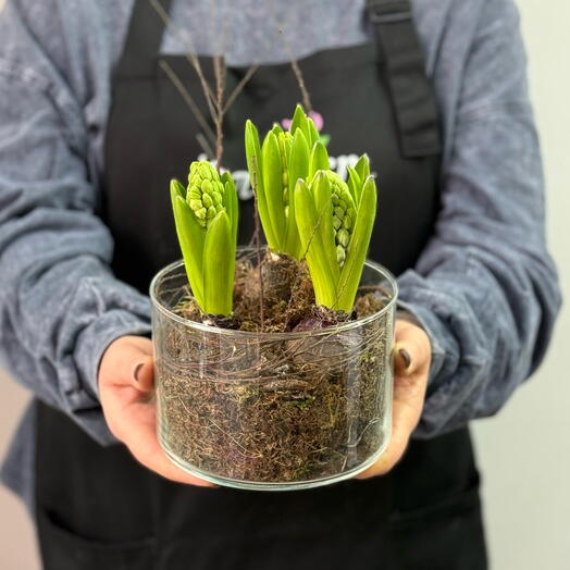 Весенняя композиция в стекле (луковичные гиацинты)