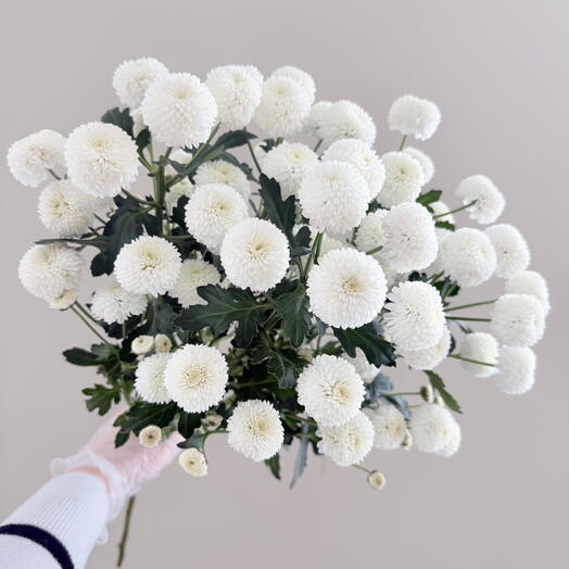 Помпоны 5