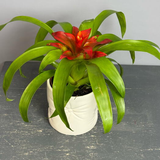 Комнатное растение- красная гузмания в стильном белом керамическом горшке 😍