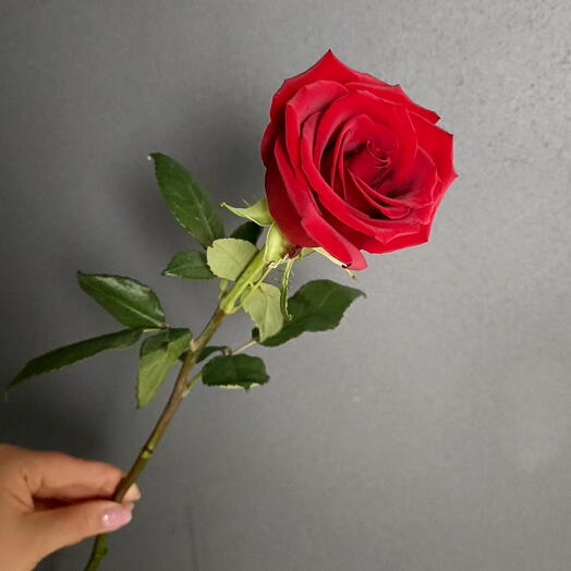 Роза красная Эквадор/цветы штучно/Доставка цветов Магнитогорск