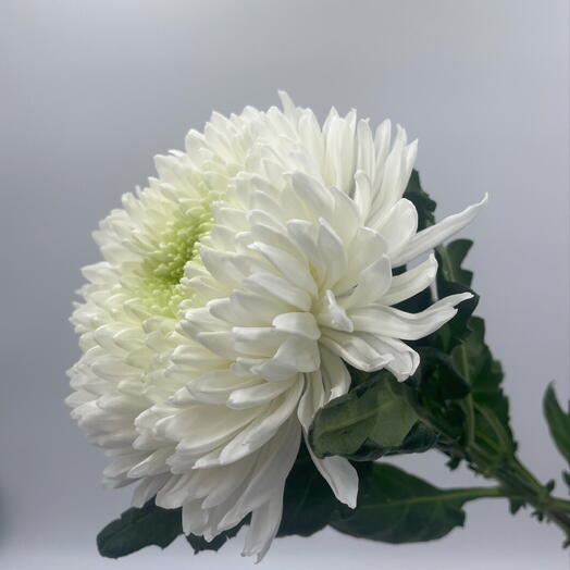 Gabriela floristeriya
