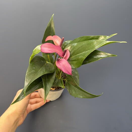 Антуриум Зизу (Anthurium Zizou)