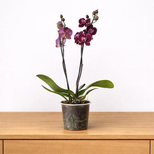 Phalaenopsis – Deep Burgundy Elegance
