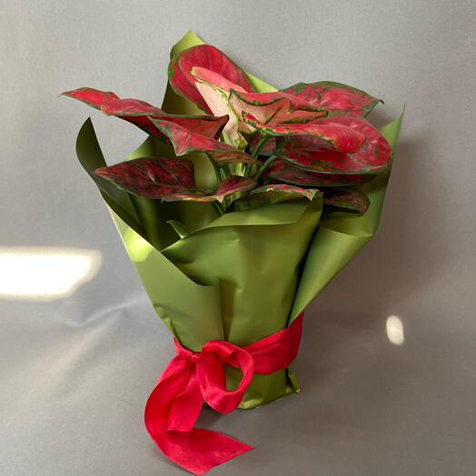 Аглаонема Руби (Aglaonema Ruby)
