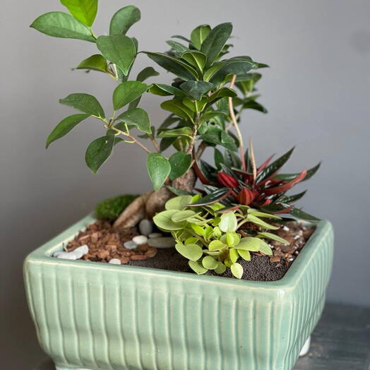 Фикус Микрокарпа Гинсенг