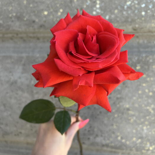 Французская Роза 🌸